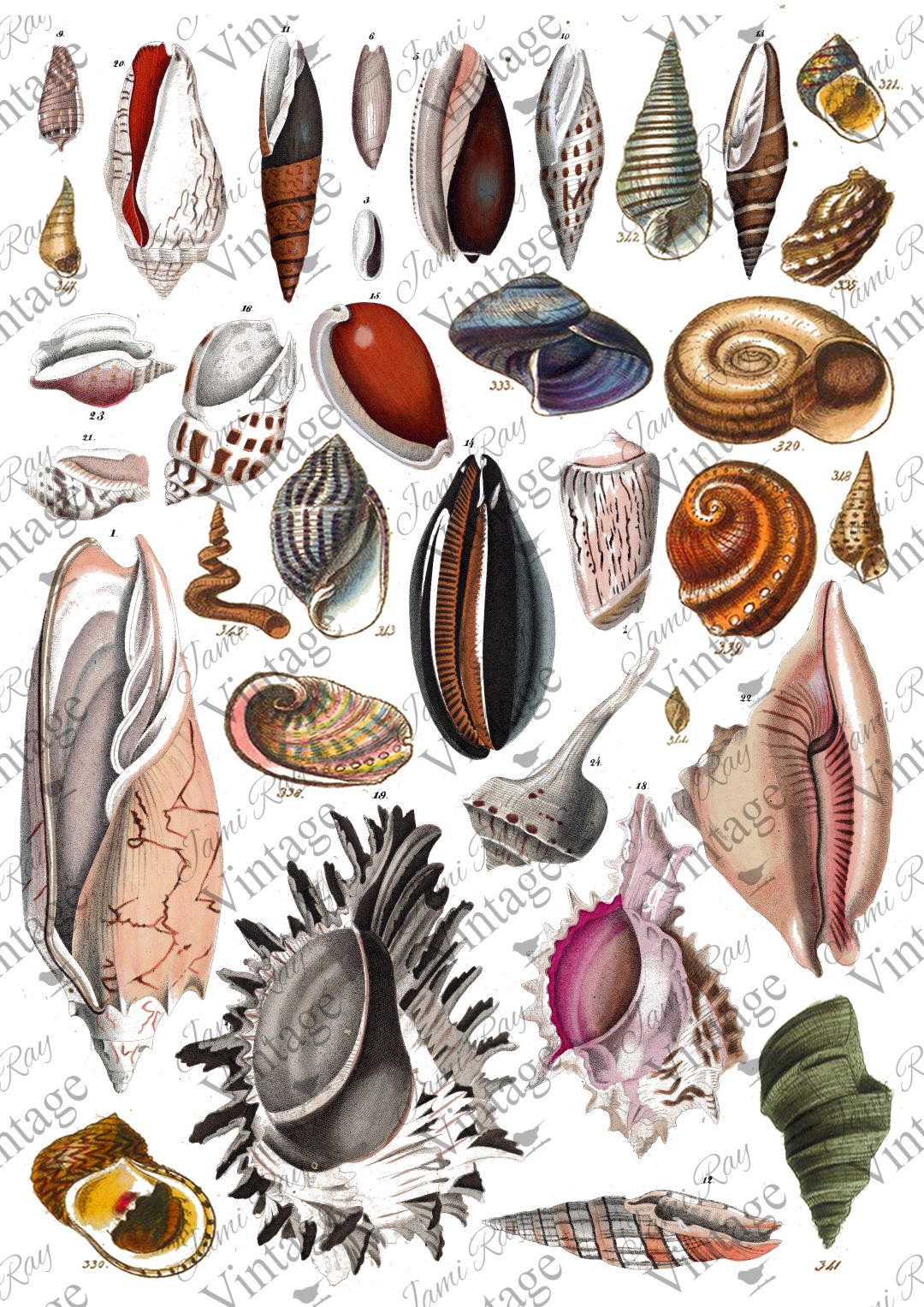 Seashells A4 JRV Rice Paper