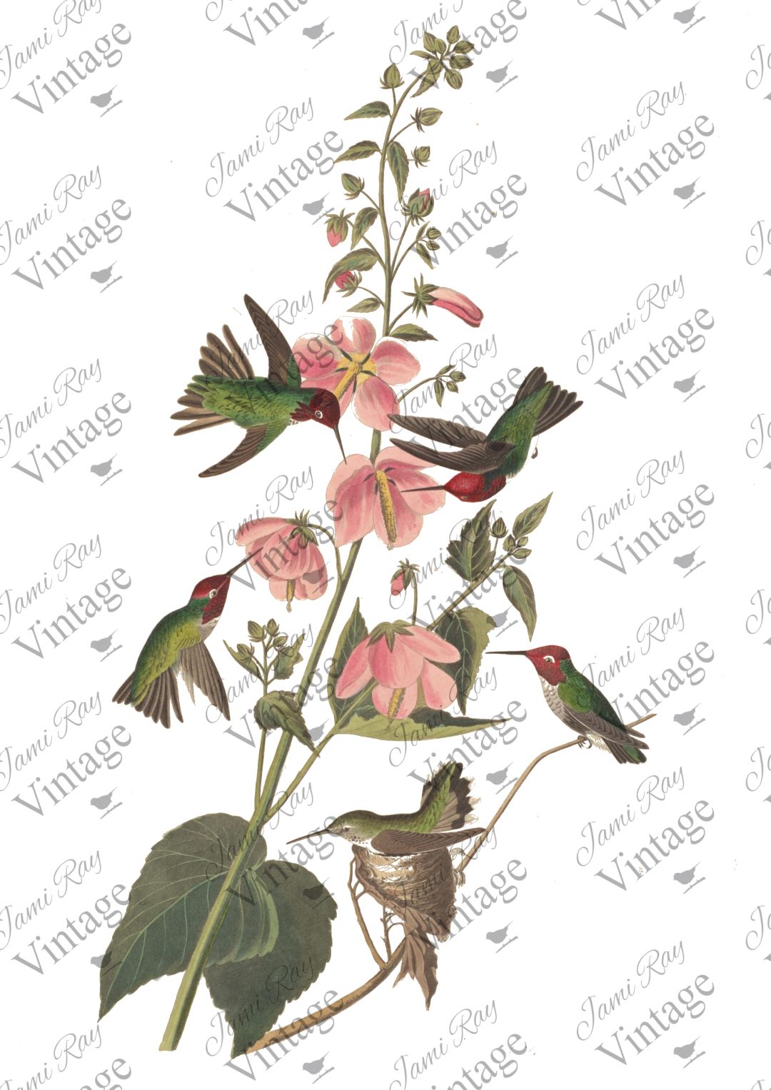 Humming Bird A4 JRV Rice Paper