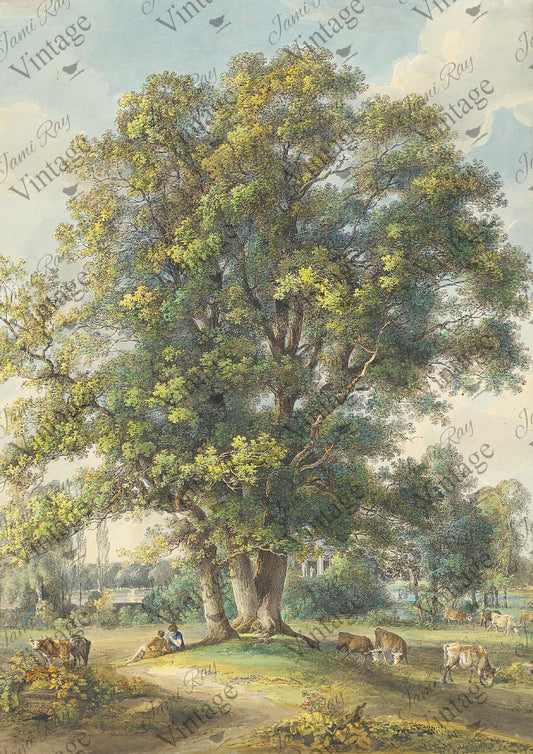 Cows Under a Tree A4 JRV Rice Paper