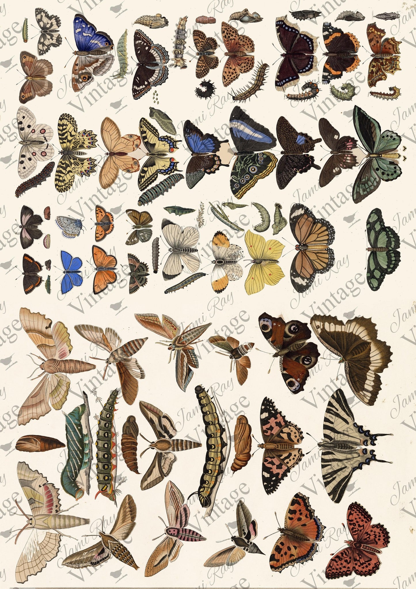 Scientific Butterfly A4 JRV Rice Paper