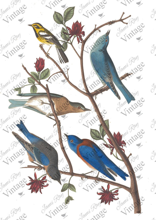 Jamie Ray Vintage A4 Rice Papers