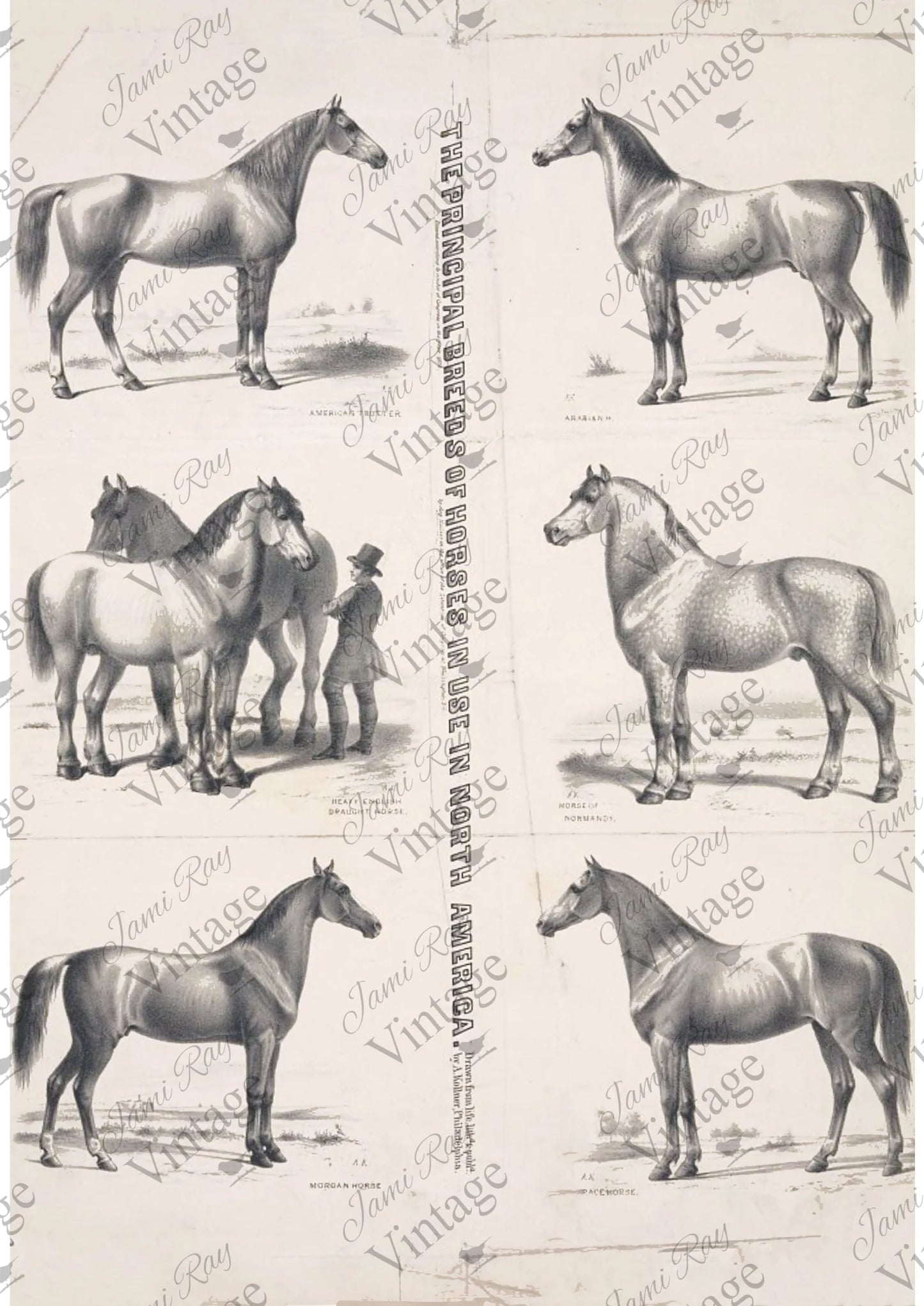Principal Horses A4 JRV Rice Paper