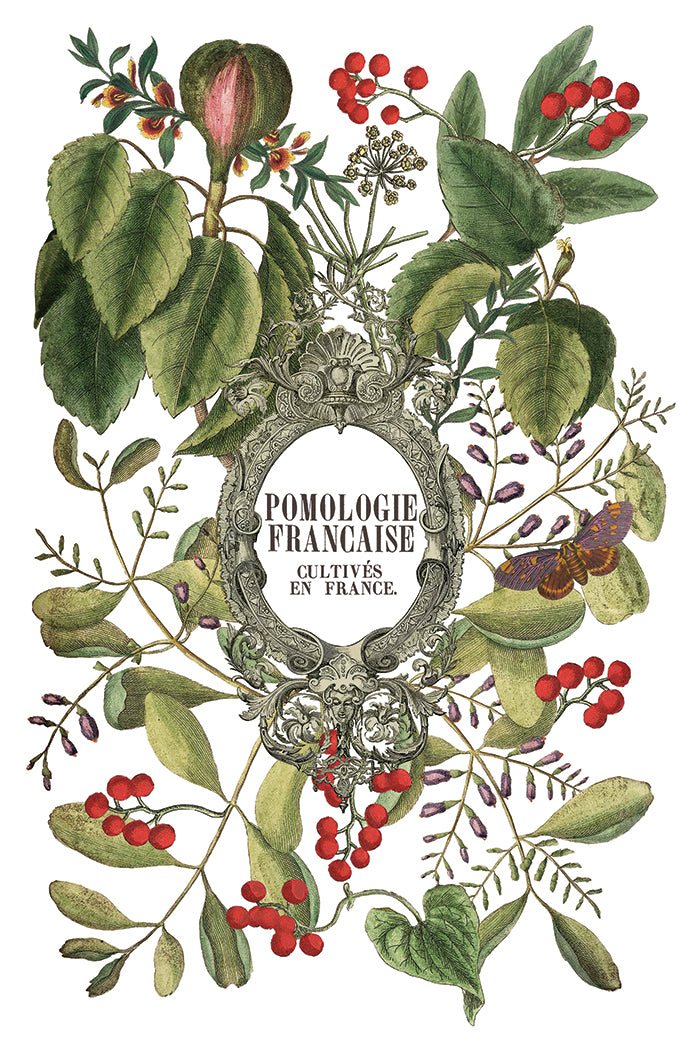 Pre- Order - IOD - Clementine TRANSFER 8 x 12ā PAD