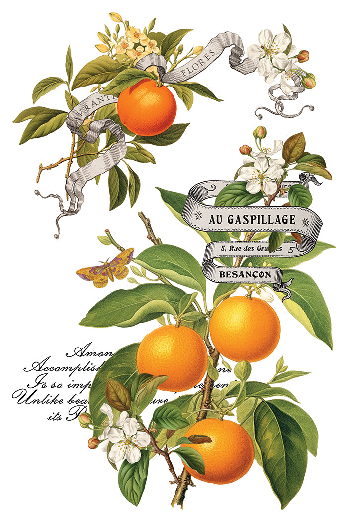 Pre- Order - IOD - Clementine TRANSFER 8 x 12ā PAD