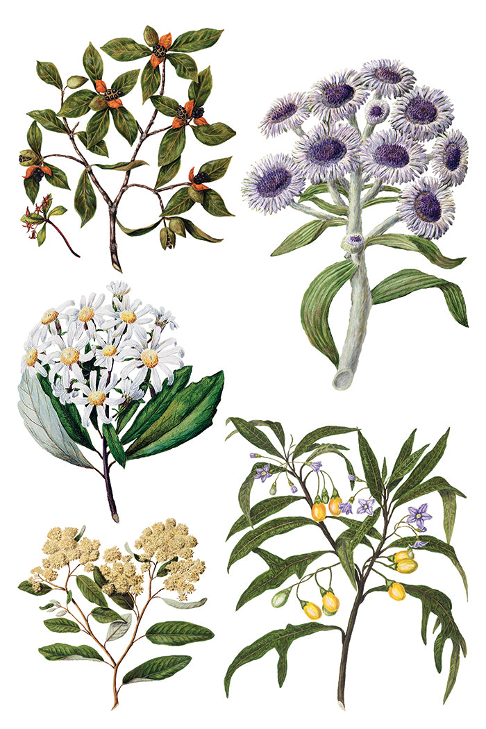 IOD - SARAH FEATON’S BOTANICALS TRANSFER 8 x 12” PAD