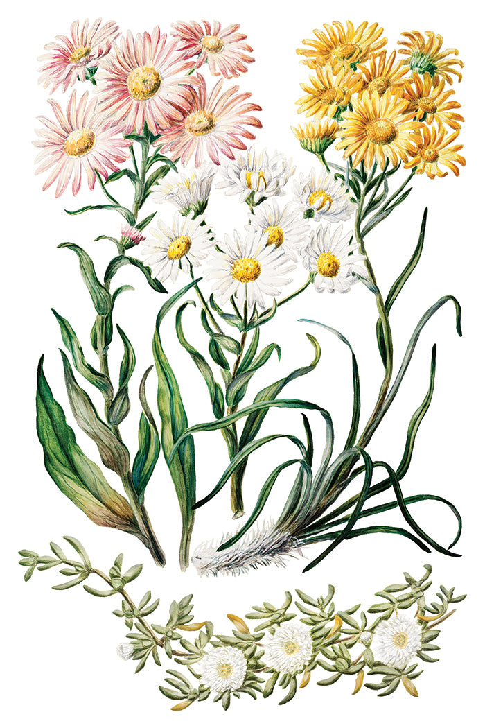 IOD - SARAH FEATON’S BOTANICALS TRANSFER 8 x 12” PAD