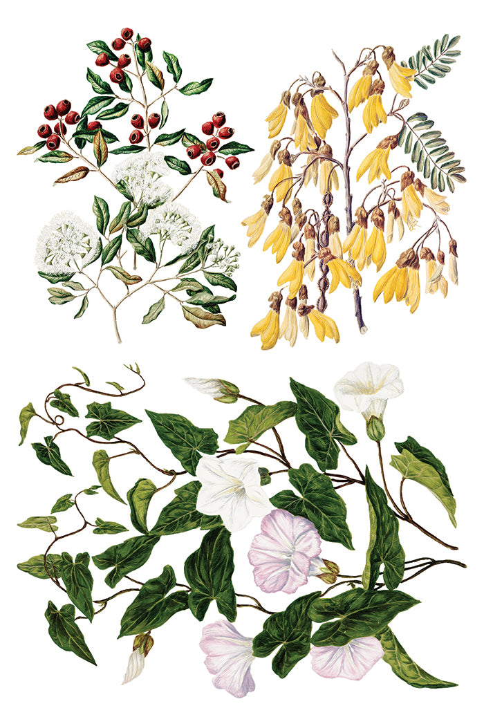 IOD - SARAH FEATON’S BOTANICALS TRANSFER 8 x 12” PAD