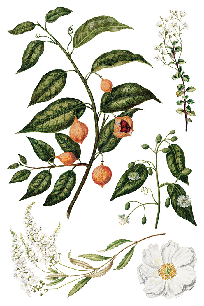 IOD - SARAH FEATON’S BOTANICALS TRANSFER 8 x 12” PAD