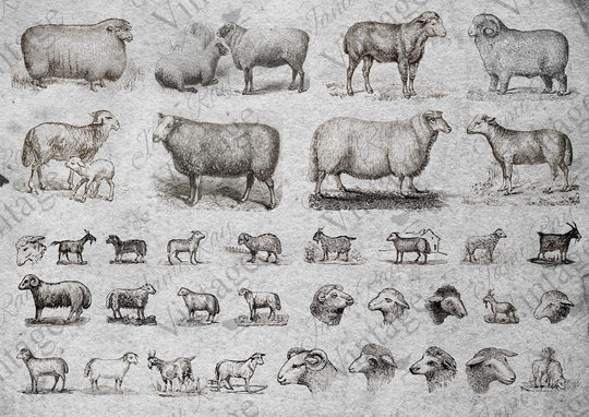 Sheep A4 JRV Rice Paper