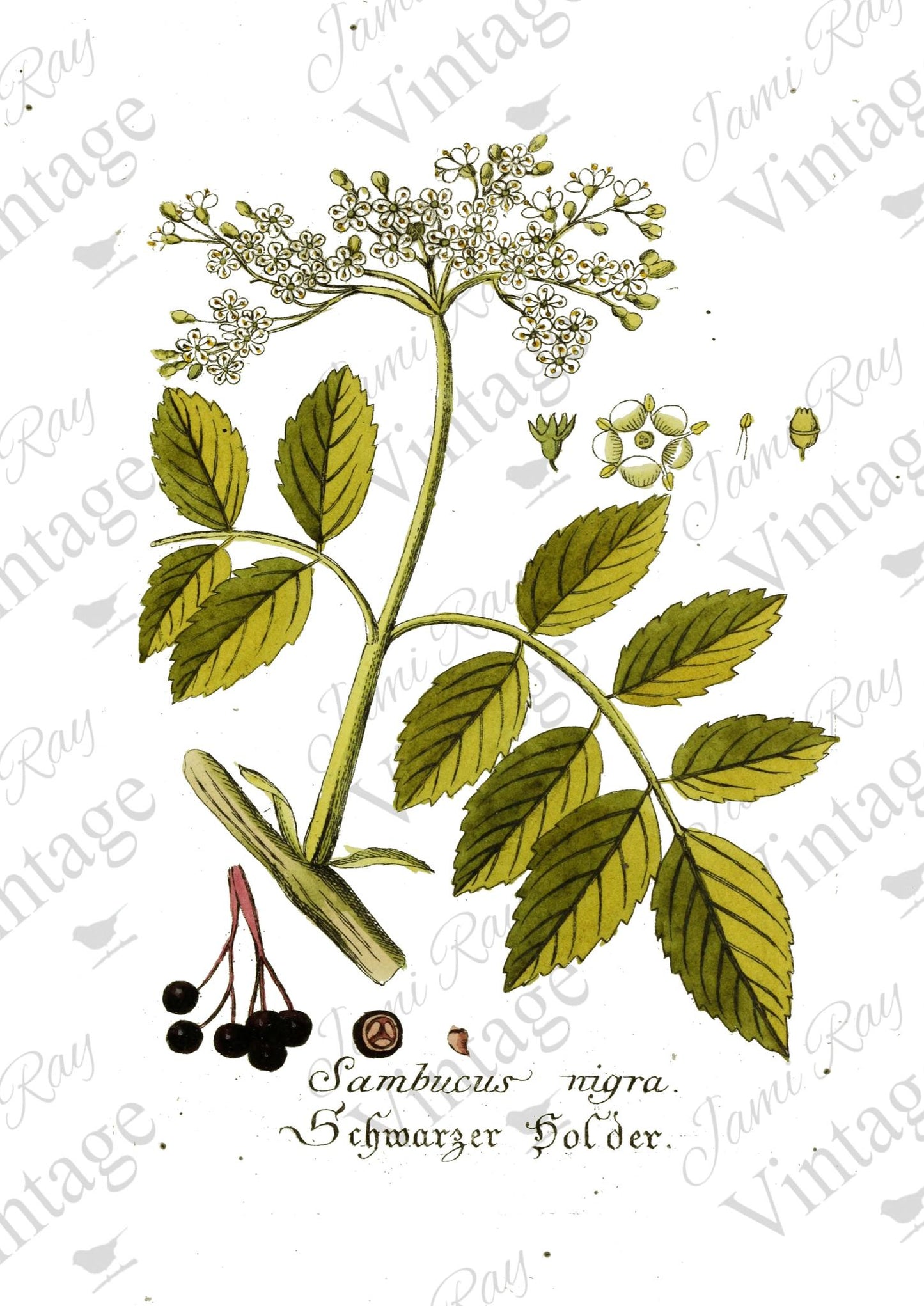 Jamie Ray Vintage A4 Rice Papers
