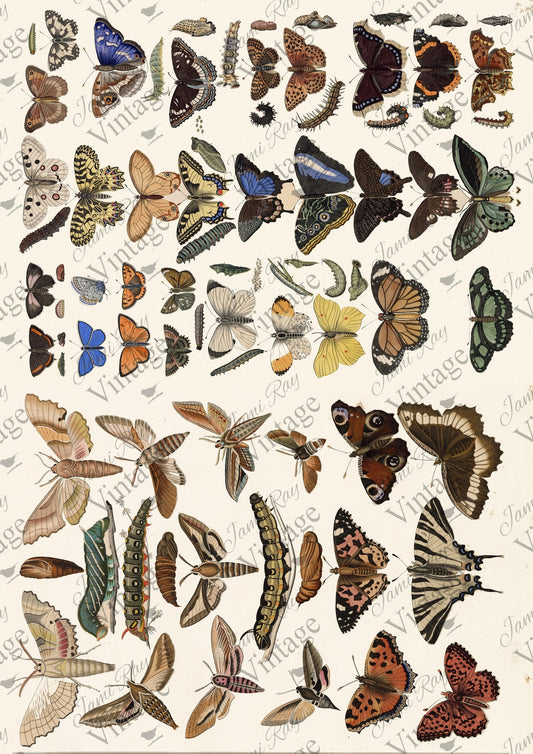 Scientific Butterfly A4 JRV Rice Paper