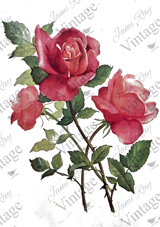 Roses A4 JRV Rice Paper