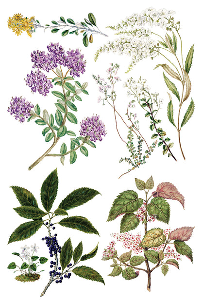 IOD - SARAH FEATON’S BOTANICALS TRANSFER 8 x 12” PAD