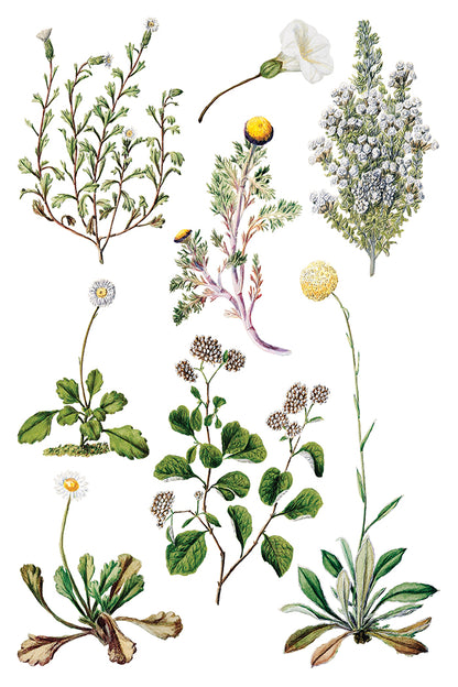 IOD - SARAH FEATON’S BOTANICALS TRANSFER 8 x 12” PAD