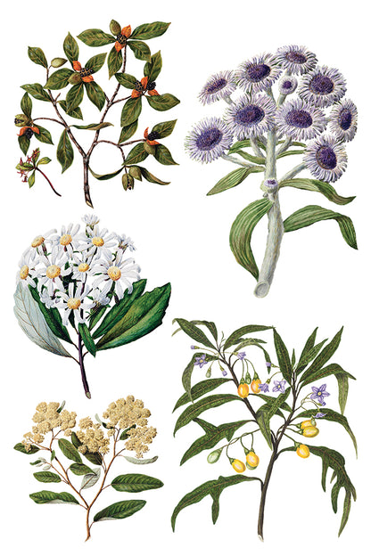 IOD - SARAH FEATON’S BOTANICALS TRANSFER 8 x 12” PAD