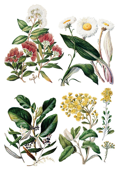 IOD - SARAH FEATON’S BOTANICALS TRANSFER 8 x 12” PAD