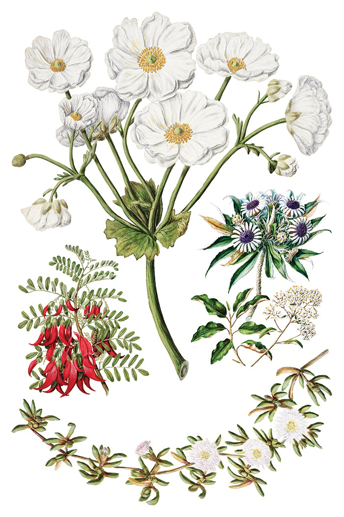 IOD - SARAH FEATON’S BOTANICALS TRANSFER 8 x 12” PAD