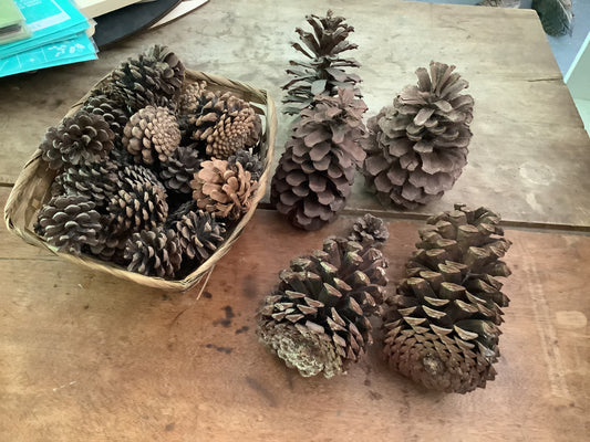 Pine Cone Bundle