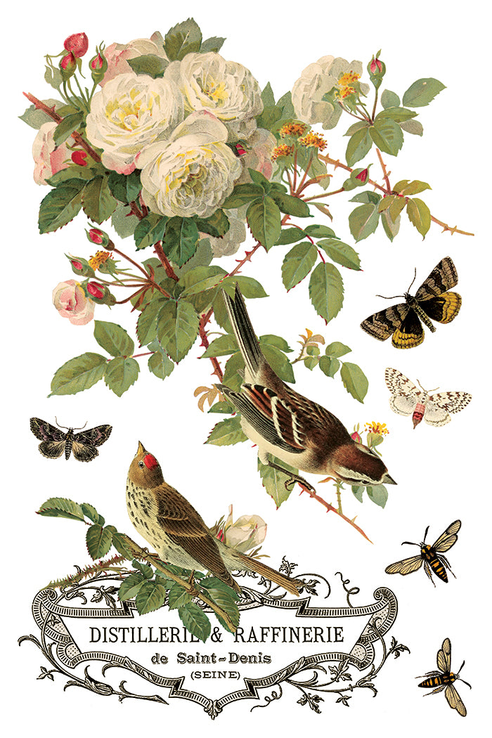 IOD - By Any Other Name  TRANSFER 8 x 12” PAD