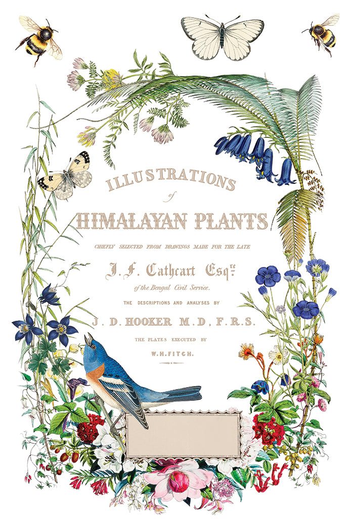 IOD -  Flora Greca TRANSFER 8 x 12” PAD